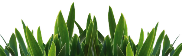 Grass Free PNG Image Download 36