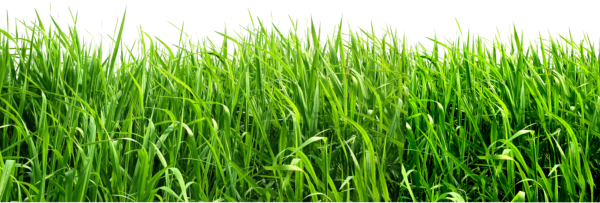Grass Free PNG Image Download 8