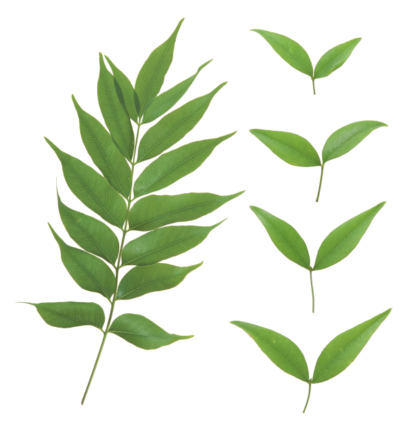 Green Leaves Free PNG Image Download 1
