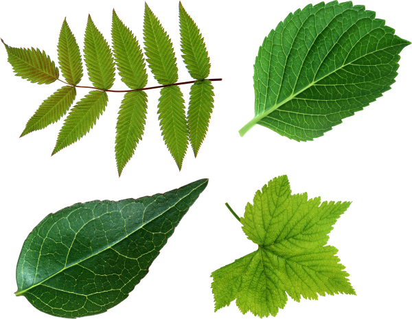 Green Leaves Free PNG Image Download 10