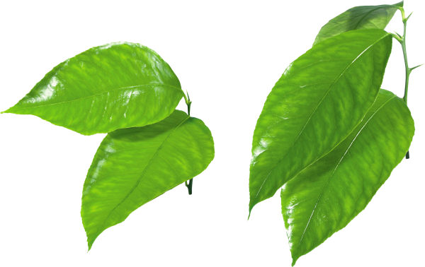 Green Leaves Free PNG Image Download 13