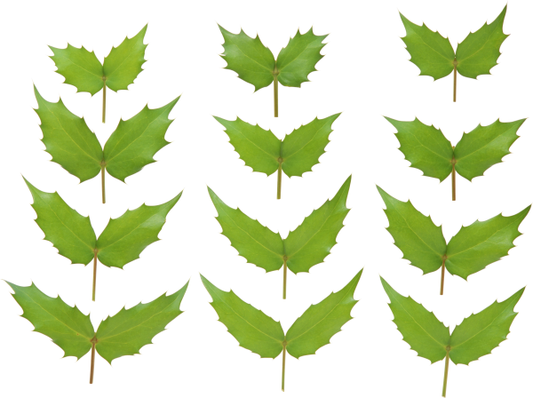 Green Leaves Free PNG Image Download 14