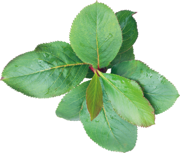 Green Leaves Free PNG Image Download 17