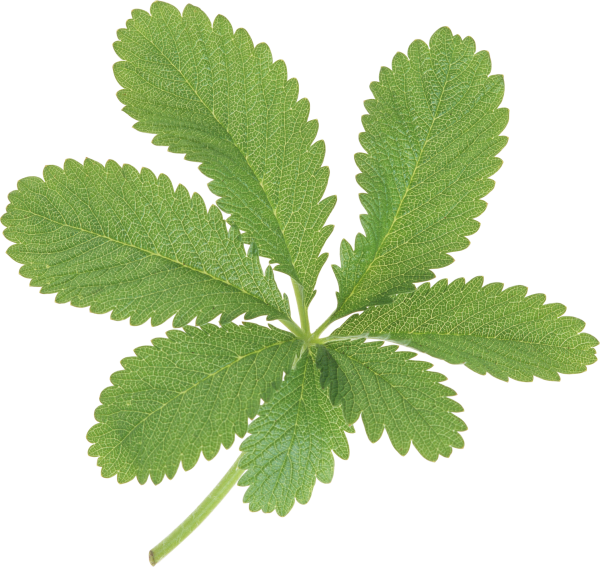 Green Leaves Free PNG Image Download 19