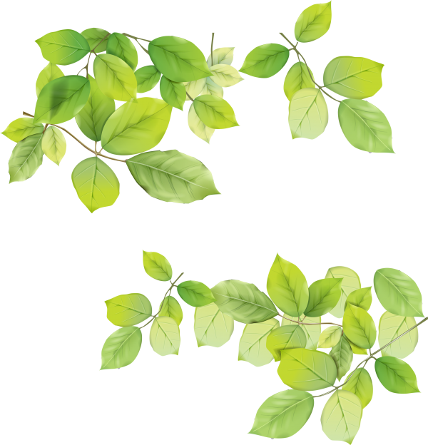 Green Leaves Free PNG Image Download 2