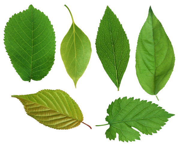 Green Leaves Free PNG Image Download 20