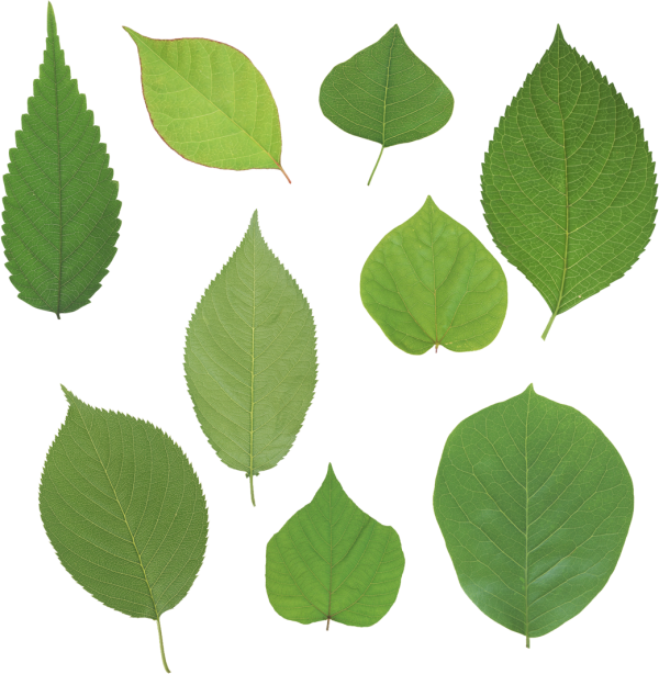 Green Leaves Free PNG Image Download 21