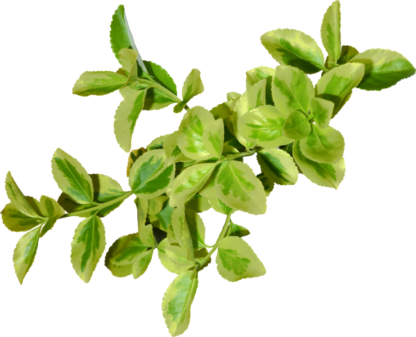 Green Leaves Free PNG Image Download 22