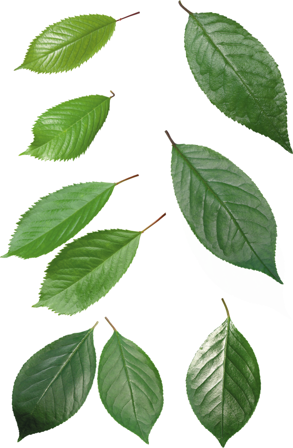 Green Leaves Free PNG Image Download 23