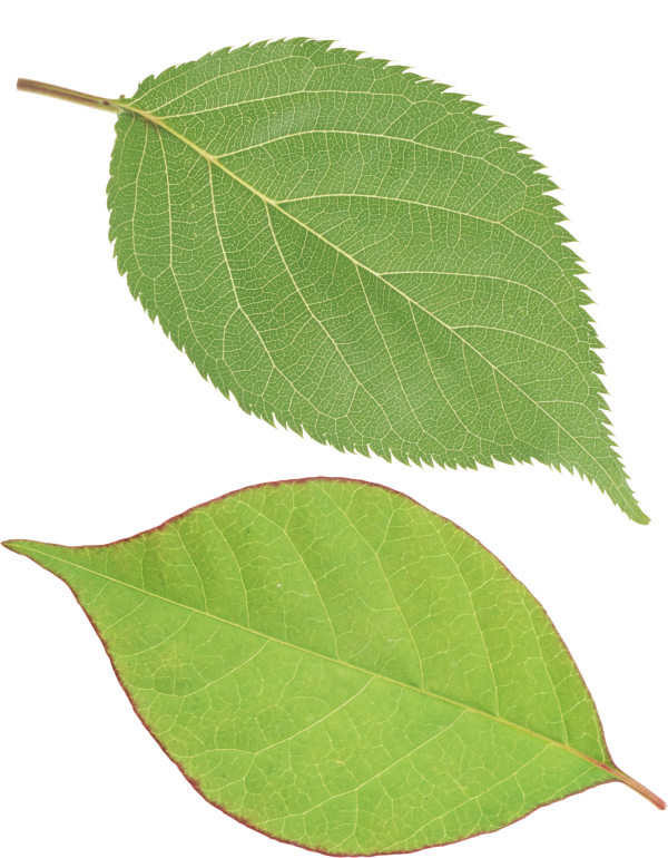 Green Leaves Free PNG Image Download 25