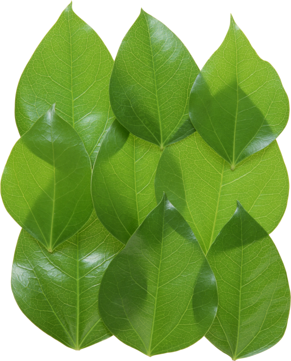 Green Leaves Free PNG Image Download 27