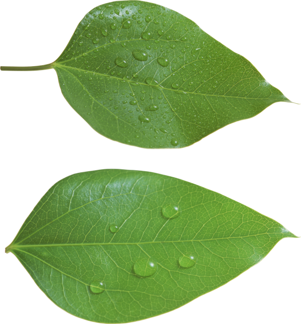Green Leaves Free PNG Image Download 28