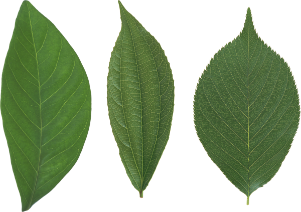 Green Leaves Free PNG Image Download 29