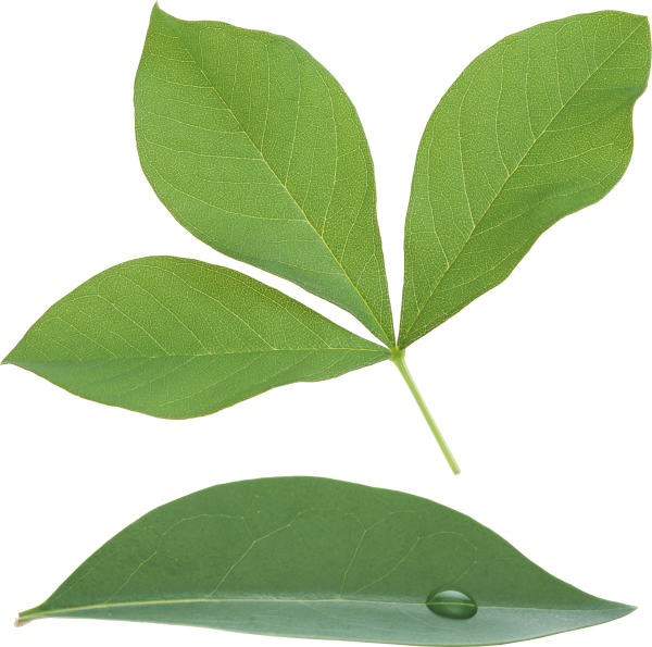 Green Leaves Free PNG Image Download 3