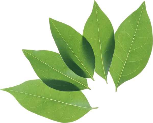 Green Leaves Free PNG Image Download 30