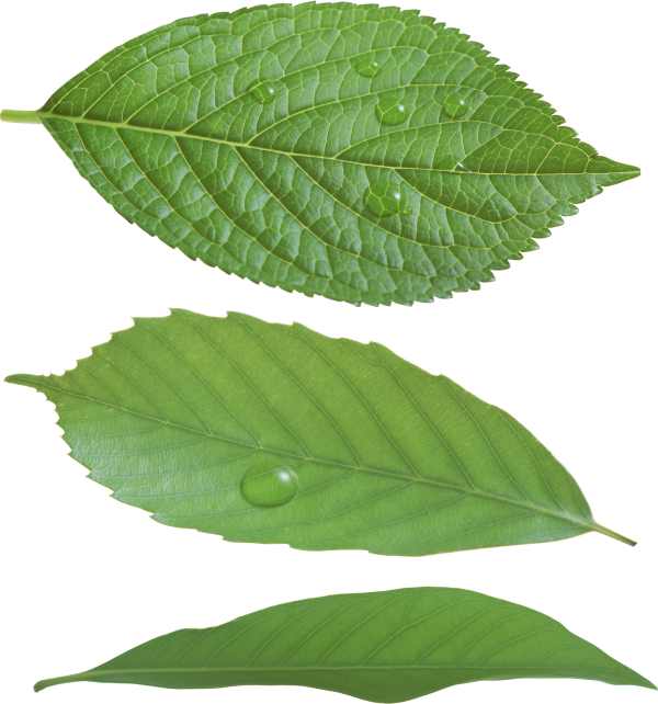 Green Leaves Free PNG Image Download 34
