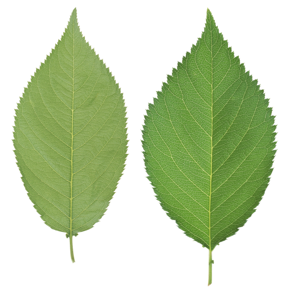 Green Leaves Free PNG Image Download 37