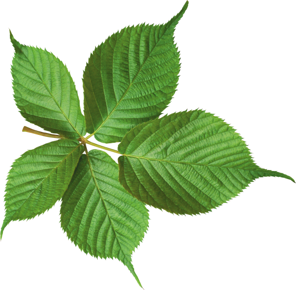 Green Leaves Free PNG Image Download 38