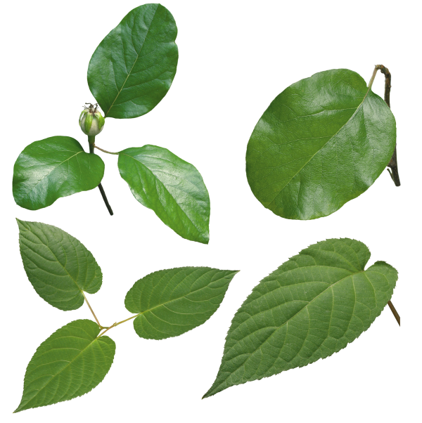 Green Leaves Free PNG Image Download 4