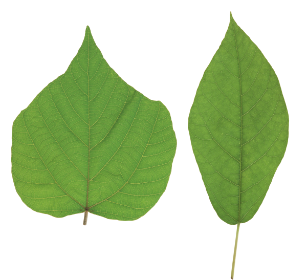 Green Leaves Free PNG Image Download 41