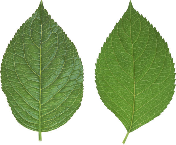 Green Leaves Free PNG Image Download 43