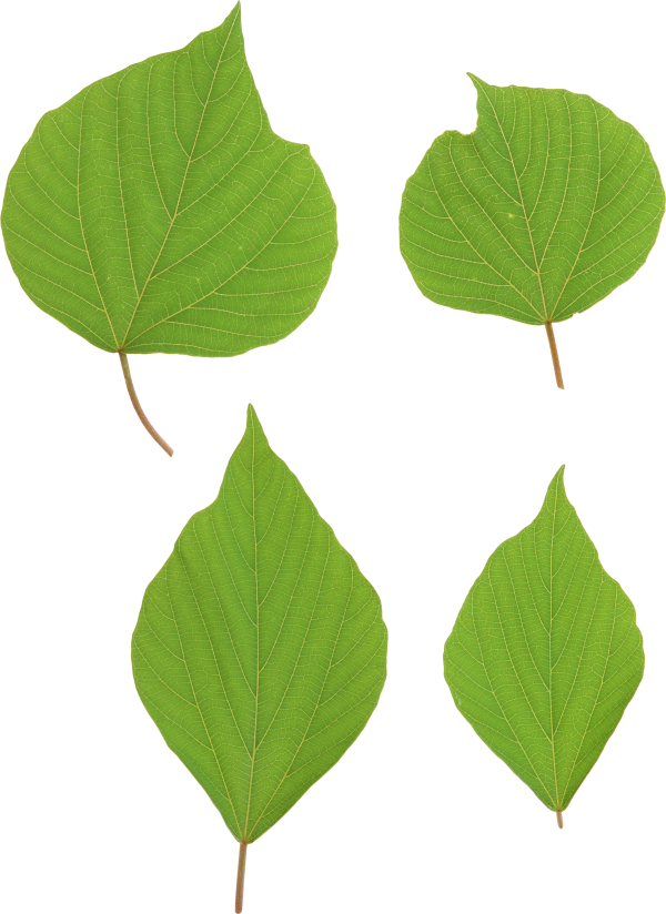 Green Leaves Free PNG Image Download 44