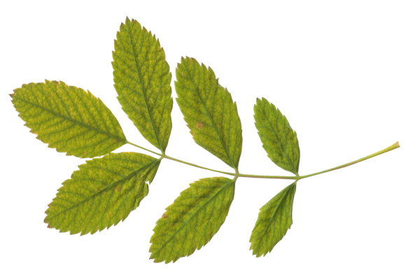 Green Leaves Free PNG Image Download 46