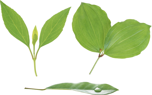 Green Leaves Free PNG Image Download 48