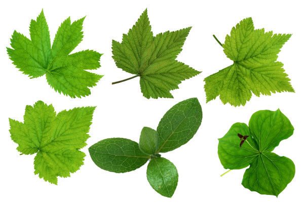 Green Leaves Free PNG Image Download 5
