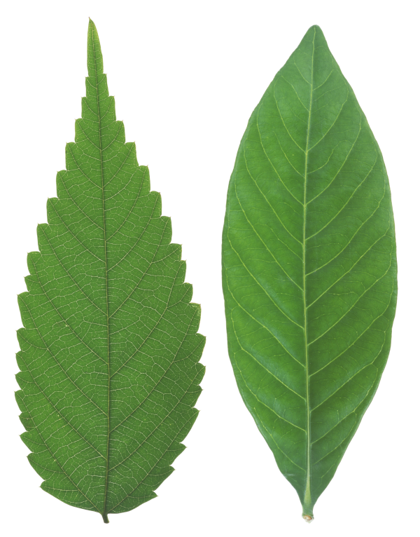 Green Leaves Free PNG Image Download 53