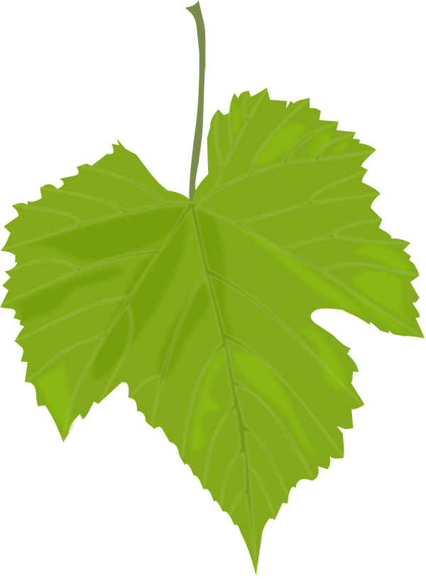 Green Leaves Free PNG Image Download 57