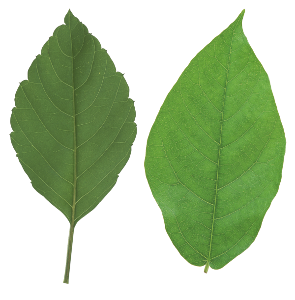 Green Leaves Free PNG Image Download 59