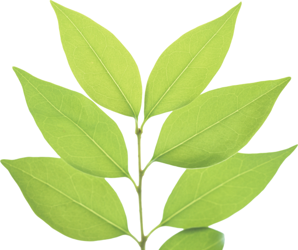 Green Leaves Free PNG Image Download 6