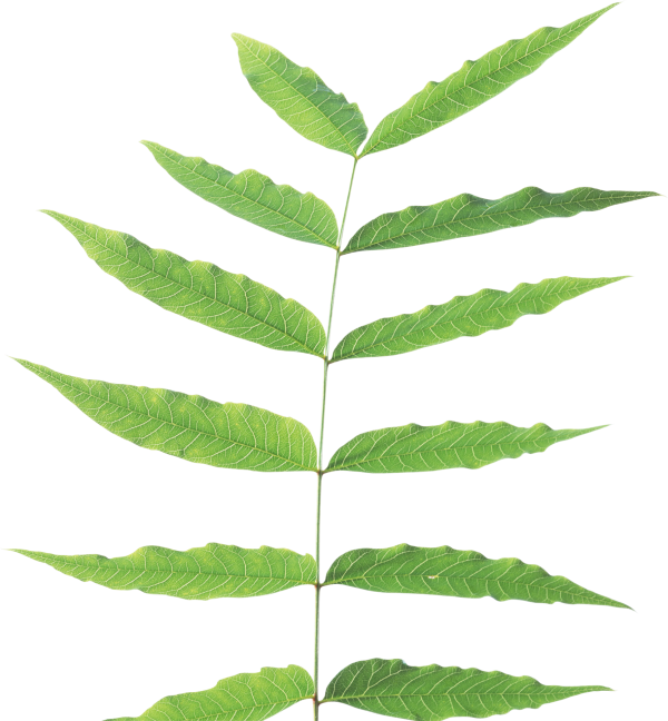 Green Leaves Free PNG Image Download 60