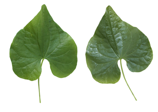 Green Leaves Free PNG Image Download 61