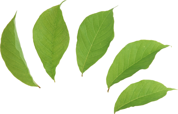 Green Leaves Free PNG Image Download 62