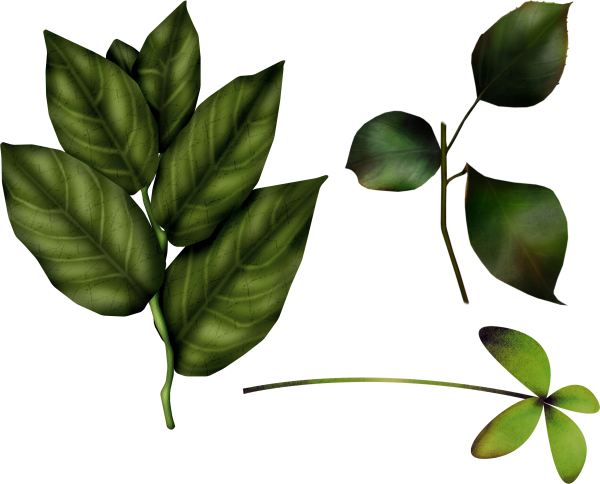 Green Leaves Free PNG Image Download 7