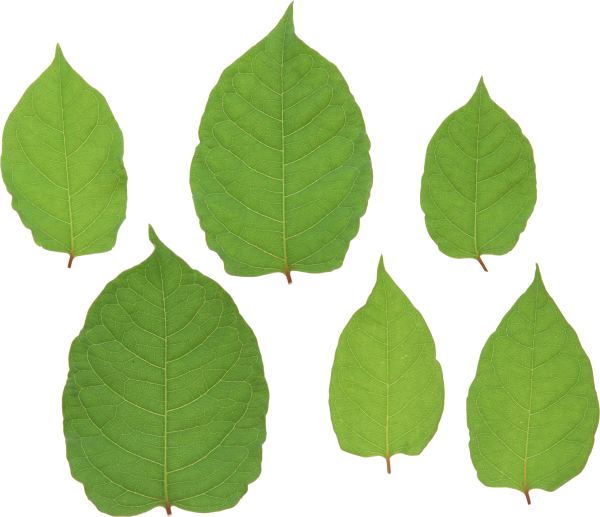 Green Leaves Free PNG Image Download 8