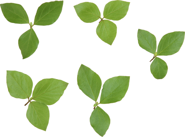 Green Leaves Free PNG Image Download 9