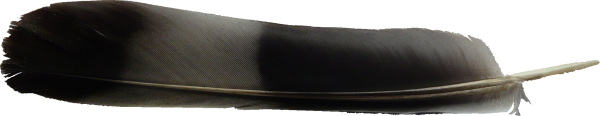 Grey Feather Png