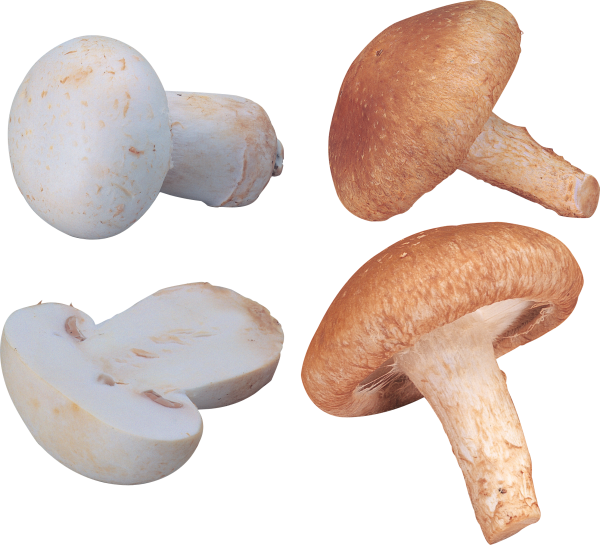 grown & cutted mushroom free download png