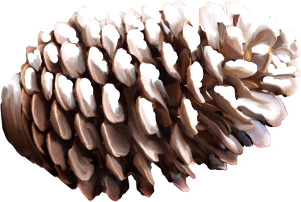 HD Pine Cone Png