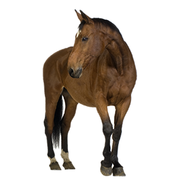 Horse PNG Free Image Download 1