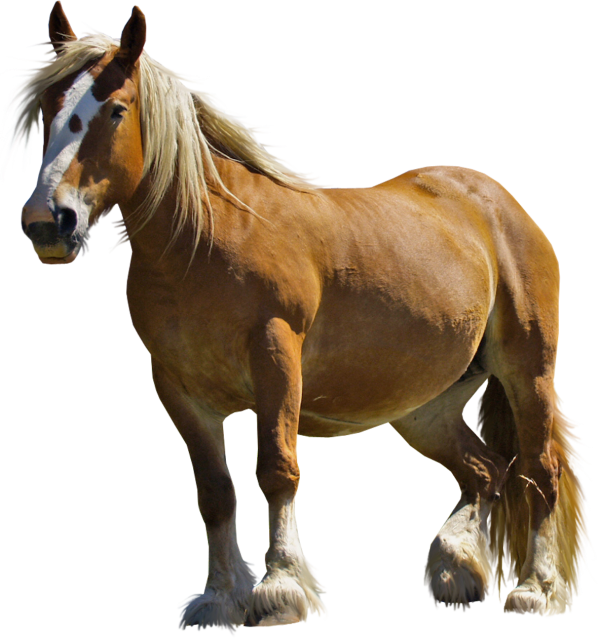 Horse PNG Free Image Download 11