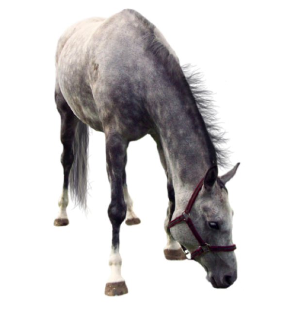 Horse PNG Free Image Download 12