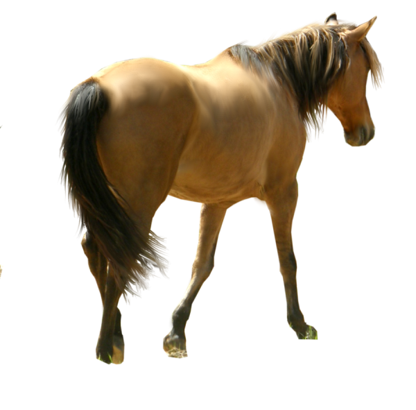 Horse PNG Free Image Download 13