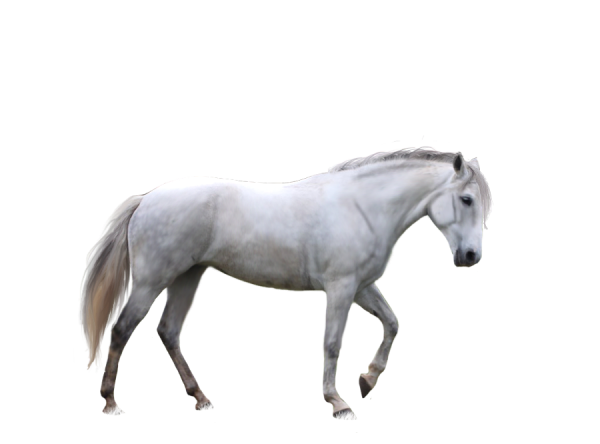 Horse PNG Free Image Download 15