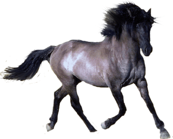Horse PNG Free Image Download 16