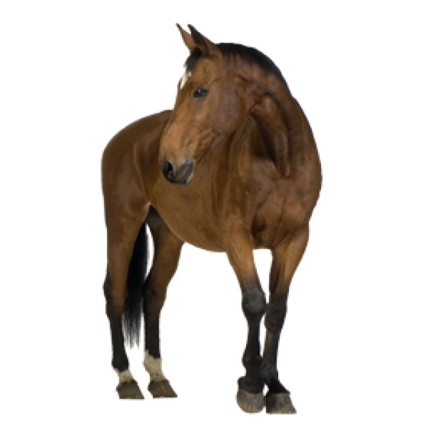 Horse PNG Free Image Download 17