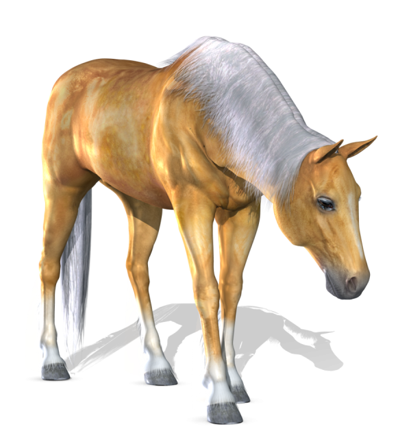 Horse PNG Free Image Download 19